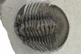 Scabriscutellum Trilobite With Axial Spines - Morocco #226129-2